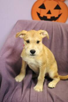 Puzzle in NH. Come Meet our Adoptable Dogs Wednesday-Saturday. M -  Terrier Dog for Adoption in Manchester, New Hampshire - Puzzle In NH. Come Meet Our Adoptable Dogs Wednesday-Saturday. M | PetCurious