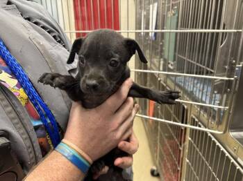 Australian Cattle Dog Blue Heeler and Border Collie Dogs Available for Adoption in Grand Prairie, Texas - BAY | PetCurious