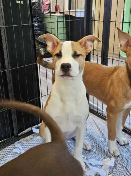 Rescue Pit Bull Terrier Dogs for Adoption in Lakeland, Florida - Rice Pudding | PetCurious