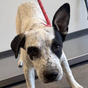 Rescue Mixed Breed Dogs for Adoption in Las Cruces, New Mexico - Magic | PetCurious