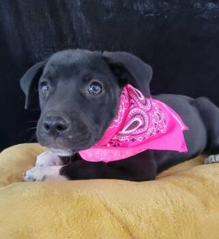 Quiggle -  Labrador Retriever and Mixed Breed Dog for Adoption in Leesburg, Alabama - Quiggle | PetCurious