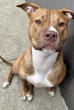 Pit Bull Terrier Dogs Available for Adoption - Marilla | PetCurious