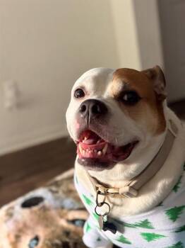 English Bulldog and Mixed Breed Dogs Available for Adoption - STANLEY | PetCurious