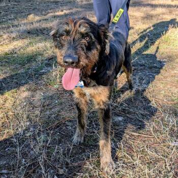 Terrier Dogs Available for Adoption - Seacoal | PetCurious