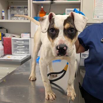 Pit Bull Terrier and Mixed Breed Dogs Available for Adoption in Matteson, Illinois - Chad | PetCurious