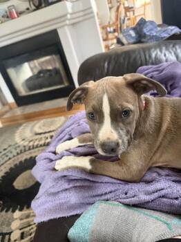 Pit Bull Terrier Dogs Available for Adoption in Aurora, Colorado - Hatch | PetCurious