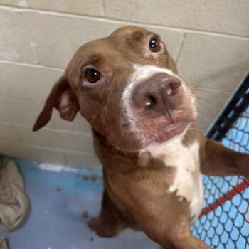 Cotton Candy -  Mixed Breed Dog for Adoption in Charleston, West Virginia - Cotton Candy | PetCurious
