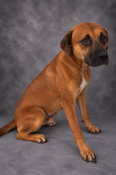 A1282989 -  Black Mouth Cur and Mixed Breed Dog for Adoption in Winter Haven, Florida - A1282989 | PetCurious