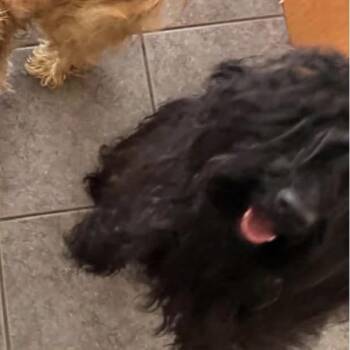 Legacy -  Havanese Dog for Adoption in Las Vegas, Nevada - Legacy | PetCurious