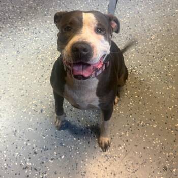 Ethel -  Pit Bull Terrier and Mixed Breed Dog for Adoption in Tuscaloosa, Alabama - Ethel | PetCurious