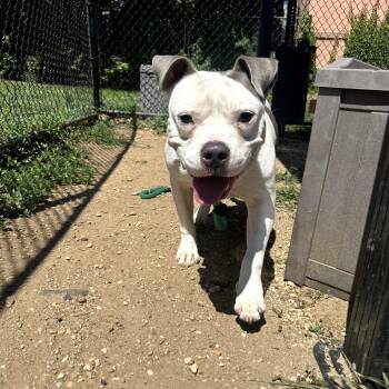 Cheddar Bob -  Mixed Breed Dog for Adoption in West Chester, Pennsylvania - Cheddar Bob | PetCurious