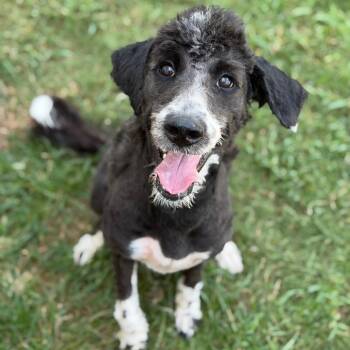 Tina -  Poodle and Mixed Breed Dog for Adoption in Brownsboro, Alabama - Tina | PetCurious