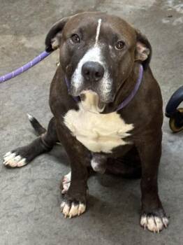 Wilbur -  Pit Bull Terrier Dog for Adoption in Swainsboro, Georgia - Wilbur | PetCurious