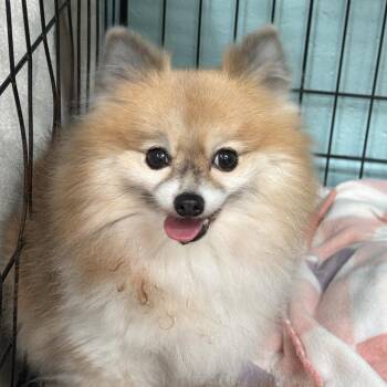 Little Foxy Girl -  Pomeranian Dog for Adoption in Port Charlotte, Florida - Little Foxy Girl | PetCurious