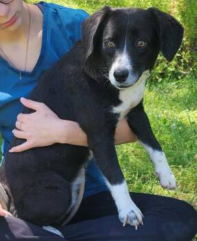 Australian Shepherd and Beagle Dogs Available for Adoption in Wetumpka, Alabama - 260413  Angel | PetCurious