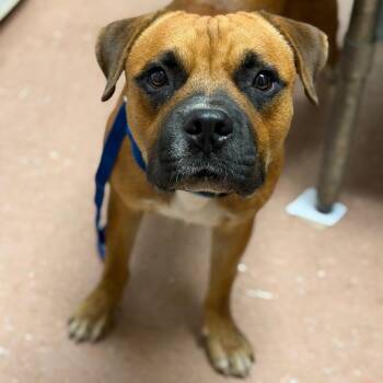 Frog -  Bullmastiff and Mixed Breed Dog for Adoption in Fort Smith, Arkansas - Frog | PetCurious