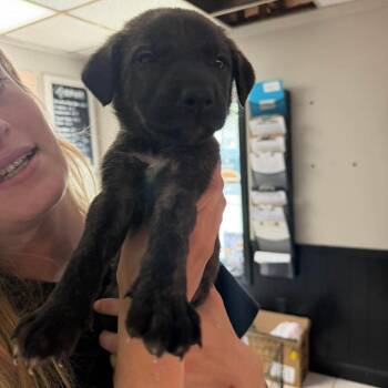 Dusty AF -  German Shepherd Dog and Mixed Breed Dog for Adoption in Savannah, Georgia - Dusty AF | PetCurious
