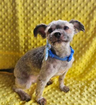 Bucket -  Yorkshire Terrier Dog for Adoption in Plano, Texas - Bucket | PetCurious