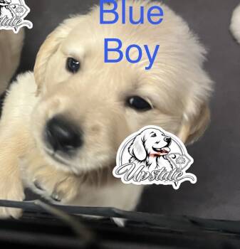 Blue Boy  -  Golden Retriever Dog for Sale in Boiling Springs, South Carolina - Blue Boy  | PetCurious