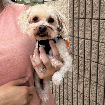 Theo -  Poodle Dog for Adoption in Blue Springs, Missouri - Theo | PetCurious