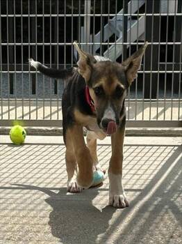 TULIP -  German Shepherd Dog and Mixed Breed Dog for Adoption in Brewster, Massachusetts - TULIP | PetCurious