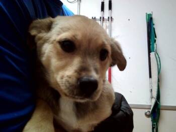 Terrier and Mixed Breed Dogs Available for Adoption in Martinez, California - MOE | PetCurious
