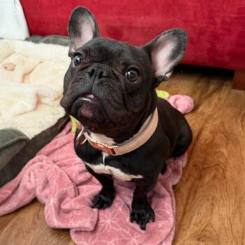 Chivonne -  French Bulldog Dog for Adoption in Wahiawa, Hawaii - Chivonne | PetCurious