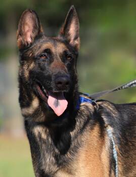 German Shepherd Dog and Belgian Shepherd Malinois Dogs Available for Adoption in North Fort Myers, Florida - Rocky | PetCurious
