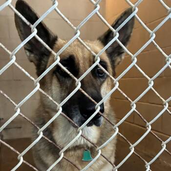 Axe -  German Shepherd Dog Dog for Adoption in Edinburg, Texas - Axe | PetCurious