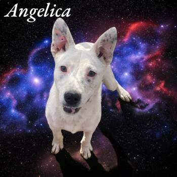 Rescue Australian Cattle Dog Blue Heeler Dogs for Adoption in Chuckey, Tennessee - Angelica - NC | PetCurious
