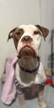 Rescue Boxer Dogs for Adoption in Dallas, Texas - Tea | PetCurious