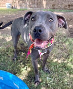TITO -  Pit Bull Terrier Dog for Adoption in Tulsa, Oklahoma - TITO | PetCurious