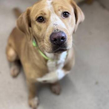 Ruthie -  Labrador Retriever Dog for Adoption in Pawleys Island, South Carolina - Ruthie | PetCurious