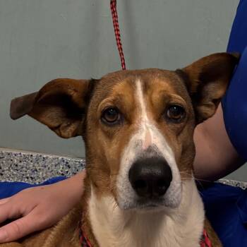 Rescue Hound Dogs for Adoption in Greenville, South Carolina - Daisy | PetCurious