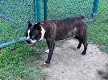 Zebby -  Boston Terrier Dog for Adoption in Little Rock, Arkansas - Zebby | PetCurious