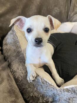 Earth -  Chihuahua Dog for Adoption in Oakland, California - Earth | PetCurious