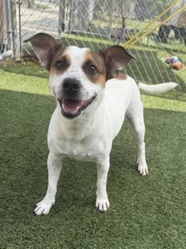 BRYLEE -  Mixed Breed Dog for Adoption in Columbia, South Carolina - BRYLEE | PetCurious