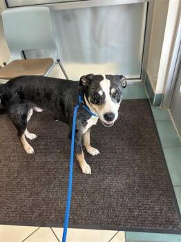 Hound Dogs Available for Adoption in Newton, North Carolina - SMOKEY | PetCurious