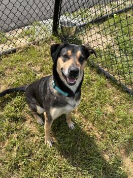 Leia -  German Shepherd Dog Dog for Adoption in Shepherdsville, Kentucky - Leia | PetCurious