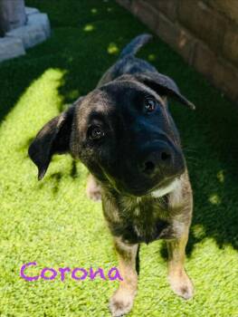 Labrador Retriever and German Shepherd Dog Dogs Available for Adoption in Mission Viejo, California - Corona | PetCurious