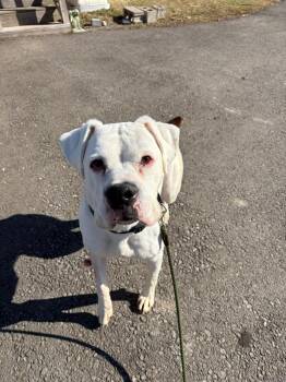 Jackson -  Boxer Dog Available for Adoption in Waverly, New York - Jackson | PetCurious