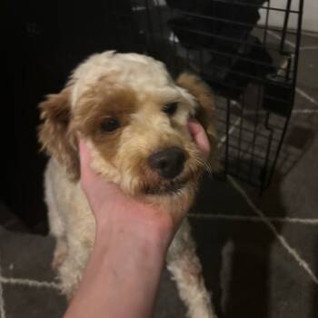 Rescue Poodle Dogs for Adoption in St. Peters, Missouri - Spongebob | PetCurious