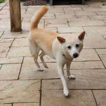 Whiskey -  Shiba Inu Dog for Adoption in Glenelg, Maryland - Whiskey | PetCurious