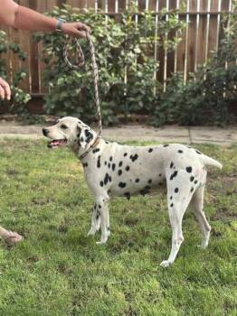 Mia -  Dalmatian Dog for Adoption in Turlock, California - Mia | PetCurious