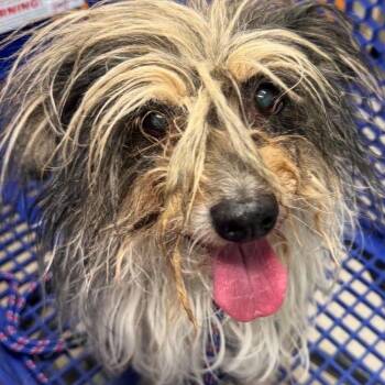Terrier Dogs Available for Adoption in Las Vegas, Nevada - Bandit Armando OS NV | PetCurious