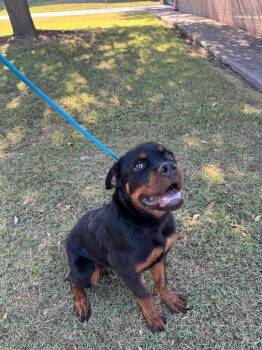 Downy Jr -  Rottweiler Dog for Adoption in Belton, Texas - Downy Jr | PetCurious