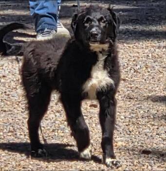 Border Collie and Labrador Retriever Dogs Available for Adoption in Thompson Falls, Montana - Sammy | PetCurious