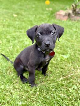 Milo -  Pit Bull Terrier Dog for Adoption in Syracuse, New York - Milo | PetCurious
