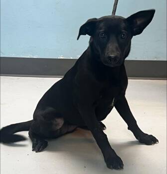 Karlie -  Labrador Retriever Dog for Adoption in Pryor, Oklahoma - Karlie | PetCurious