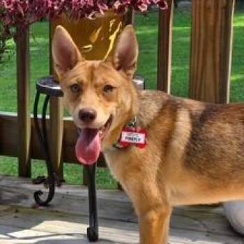 Firefly -  Shepherd Dog for Adoption in Wake Forest, North Carolina - Firefly | PetCurious